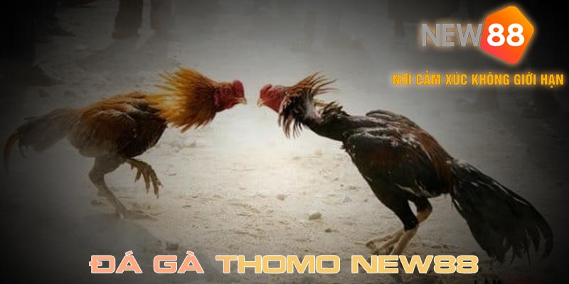 Bản chất của đá gà Thomo