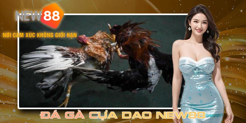 Đá gà cựa dao