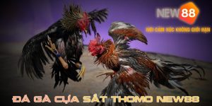 Đá gà cựa sắt thomo