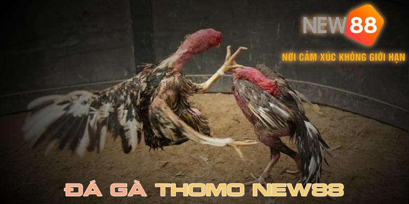 Đá gà Thomo quy tụ những chú gà chiến mạnh mẽ nhất