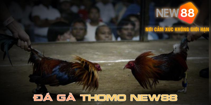 Thể thức đá gà Thomo